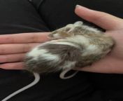 One of my mice died in my hands; you have to show their sisters/friends the dead body or else they will keep searching for their missing buddy. Here is her sister cuddling under her dead body. Reminds me of Simba and Mufasa. RIP my darling Charlotte from souls and ghost leaving the dead body caught camera