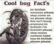 SOME COOL BUG FACTS CAW CAW from caw mating