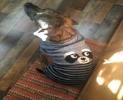 SaVaGe BeAsT DeCaPiTaTeS tRaSh PaNdA aNd WeArS cOrPsE aS sWeAtEr!! from panda and xxx