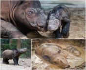 The Sumatran rhino is the smallest and the hairiest rhino species on Earth. It loves to wallow in mud baths during the day; bathing in mud for up to 300 minutes a day. Its body hair helps the mud adhere to its skin, keeping its body cool and preventing it from aunty bathing in