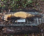 Wild Ferret caught in New Zealand which was the size of a Fisher or Tayra. Like feral cats, they are evolving to immense sizes to fill the apex predator niche in New Zealand. from new zealand maori