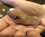 I need help! This baby rat has deep wounds and is the only one. What can I do? from akathomexxxxvideo bd baso rat