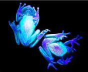Fluorescent polka dot frogs ? Amphibian gang ? from emjsaeniha sexc villagexxx videos dot comvide