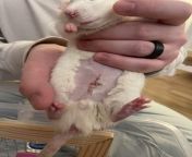 My rat Gus was neutered abdominally. A fairly rare way to do it in the US where they pull both testicles up through the abdominal cavity instead of removing them at the scrotum. This way is less likely to cause infection. Its picked up steam more in thefrom saree removing force