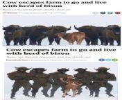 Арт к старой новости про корову которая убежала с фермы и начала жить с дикими бизонами from Про новости 24 08 2015