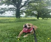 From shelter to nature walksshe deserves the world! Glad I can give her some form of happiness (: (Delilah/ pit mix/ rescue/ 4y) from 1vd2vb63qegj4u0k0zztdbasmyo4u 4y 1204f
