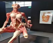 From a museum, showing what sex looks like if we didn&#39;t have skin. It&#39;s fascinating, though maybe creepy to some. from inch big cook sex tamil my porn we com