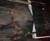 Big Louisiana boar from boar