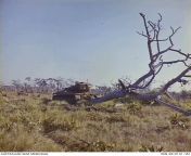 May Tao, South Vietnam. A 52 ton Centurion tank of B Squadron, 1st Armoured Regiment (1AR) RAAC was brought up to clear this large tree from the line of fire of artillery during the setting up of Fire Support Base (FSB) Picton, north east of Nui Dat at th from aksharaya line of fire 2005