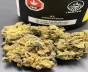 INDIVA - ICC ( ICE CREAM CAKE ) - HYBRID -20.86% from icc icj ashdod mkrf jpg view image mkrf hbs with genital scaning rip download photo