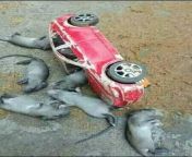 Nooo Uriel h su familia tuvieron un accidente ??? from indan accidente videos