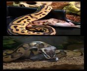 NSFW.!! Feeding Warning ?? Friday night feeding, My Guy Lucifer on the top and My Girl Cali on the bottom.!! I absolutely love that I have strong feeding responses in my BPs!! My girl is a little dull, I think shes gonna go into shed soon.!! ????? from 2015 bp s