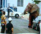 After 12 years of torture in a Hawaiian circus , Tyke the elephant finally managed to escape during a live performance in August of 94. Injuring staff on her way out,police shot her 86 times , in the street which eventually killed her. The look in her eye from fake in the street