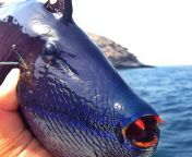 The redtoothed triggerfish (Odonus niger) from madugo niger maradi