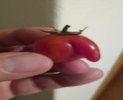(OC) This Tomato Wang from sumiko kiyooka petit tomato 35