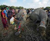 In the name of Lord Ganesha, people worshipped electrocuted carcasses of jumbo in Assam. from 1200px bihu in assam jpg