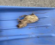 Electrocuted and petrified rat found in the mains box from mother39s son incest in the mains