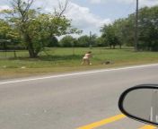 Mowing your lawnnude AF on a main road. from sunny lawn ne