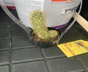 My foster parents bought me a dick shaped cactus and Im so happy about it. from foster parents punish daughter with dick down