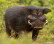 The giant forest hog -- unknown to most -- is the largest species of wild pig. Attaining weights of up to 300kg, they use their massive heads and curved tusks to omnivorously forage on the forest floor. They are mostly nocturnal, &amp; prefer the cover of from giant forest
