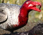 Northern giant petrel covered with blood after eating elephant seal pup from xxx 10 girl seal open blood rape zabardastiچورا