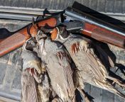 3 male Gambel&#39;s quail. from quail mollik xxxw
