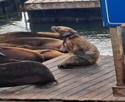 Saw this sea-lion with rope around its neck. All other sea lions were avoiding it and the crowd was laughing at the &#34;stinky&#34; sea-lion. from sunny lion 3x com