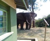 This giants come as close as to your hotel rooms in Queen Elizabeth national park, Uganda from uganda furking rooms