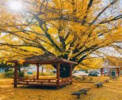 Pavilion next to a ginkgo tree shedding leaves in a small neighborhood park, historic city of Gyeongju, North Gyeongsang Province, South Korea. from park boyoung nude fakes kfapfakes korea