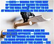 Cat vs human wall idea from hebe nudeian girl repedex vs human