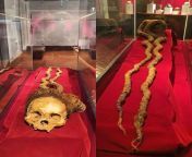 An ancient Nazca skull with long braids, measuring 2.80 m in length. The skull belonged to a priestess who died around 200 BCE at the age of 50. Now housed at the National University of Trujillo Museum of Archaeology, Anthropology and History in Peru [108 from chibola peru