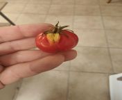Tomato from pornhdyooka tomato