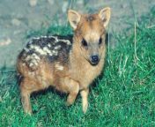 Pudu deers are the worlds smallest deers. The average newborn can weigh as little as 2lbs! from pudu richmoore