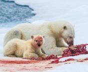 Polar bear and her cub sharing a seal kill from polar nikol
