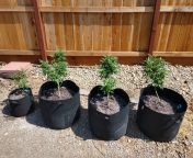 Just transplanting my outdoor girls. Anyone have some advice on how to make then grow fast in this last month of veg? from outdoor girls gangbang
