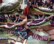 A python ate a 25 year old woman in Indonesia from indonesia lokal