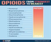 The Potency Of Prescription Opiates from 434 anonib