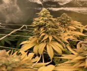 My next plant closest to harvest is very yellow. Since this is my first round Im ok with things not turning out perfectly. That being said, anyone been in this boat before? Howd it smoke for you? from xxx video in www asamsi 8 sal larki xnx xxx