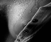 Hidden Wet Nipple in Black and White from desi wet nipple