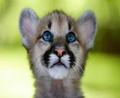 Mountain lion cubs are protected by the mother until they are big enough to roam and practice hunting skills. Mother mountain lions take care of their young until they are about a year old. from labella labestia mountain