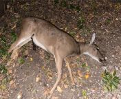 Yesterday my daughter and I came up on a dead deer at Jack Carter Park in Central Plano. I can see possibly seeing one at Arbor Hills, but at Jack Carter in Central Plano? So odd. Lived here 15yrs. Never saw a deer in Plano until yesterday. Not sure whatfrom at xxx silk park sex