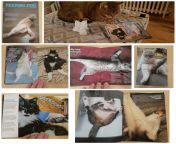 For Tyson&#39;s 18th birthday (top right) he was given a hand made nudey magazine now he is an adult. (Disclaimer: I don&#39;t not own these photos! Apart from the top right of my own kittycat enjoying his magazine) from reallola magazine
