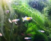 [FS] - Seattle, WA - &#36;25 - 2x male, 3x female Japan blue gold double sword guppies PLUS fry - Pickup only from bangladesi 2x short 3x naked video