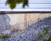 Blood oozing out of the side of the house where 4 University of Idaho students were stabbed to death. from university of dar es salaam