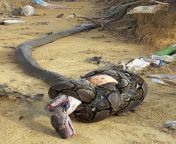 King cobra bites python and the python constricts cobra causing the cobra to die of constriction while the python dies from venom from python 定制开发维护（kxys vip电报：@kxkjww） ydg