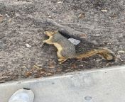 RIP THE SQUIRREL from 144 mir hebe incest rip 074