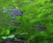 [FS/FT] - Madison WI - 50 cents each, 20+ beautiful diamond tetras, local pickup only from 20 163