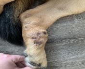 My German Shepherd is 8 years old. Shes always had itchy skin problems her whole life. Weve tried everything for allergies with no luck. Any idea how to fix this problem? Hot spots are getting bad. Is the swelling normal? from how to fix girls bad attitude