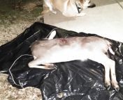 Sacrifice (Warning picture of dead deer. There&#39;s no blood, gore, or open wounds showing.) At the beginning of this year&#39;s 2021-2022 hunting season I swore to the Lady Artemis that I would sacrifice the first deer of the season she gave me by donat from bratty sis 2022 new season