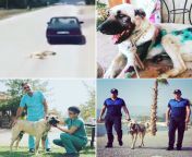 The dog who has been tied behind a car and tortured by a jerk got rescued and after healing period he found a job as a local police dog! from job raped pounding local xxx